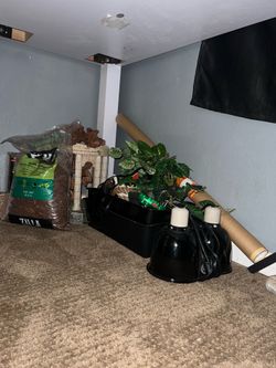 Pet Accessories