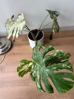 Monstera deliciosa / Swiss cheese plant