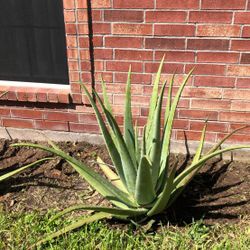 Aloe plants Various Sizes