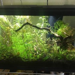 Aquarium Tank And Accessories (No Plants)