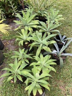 Bottle Palm Blue Agave Mango  And More  25