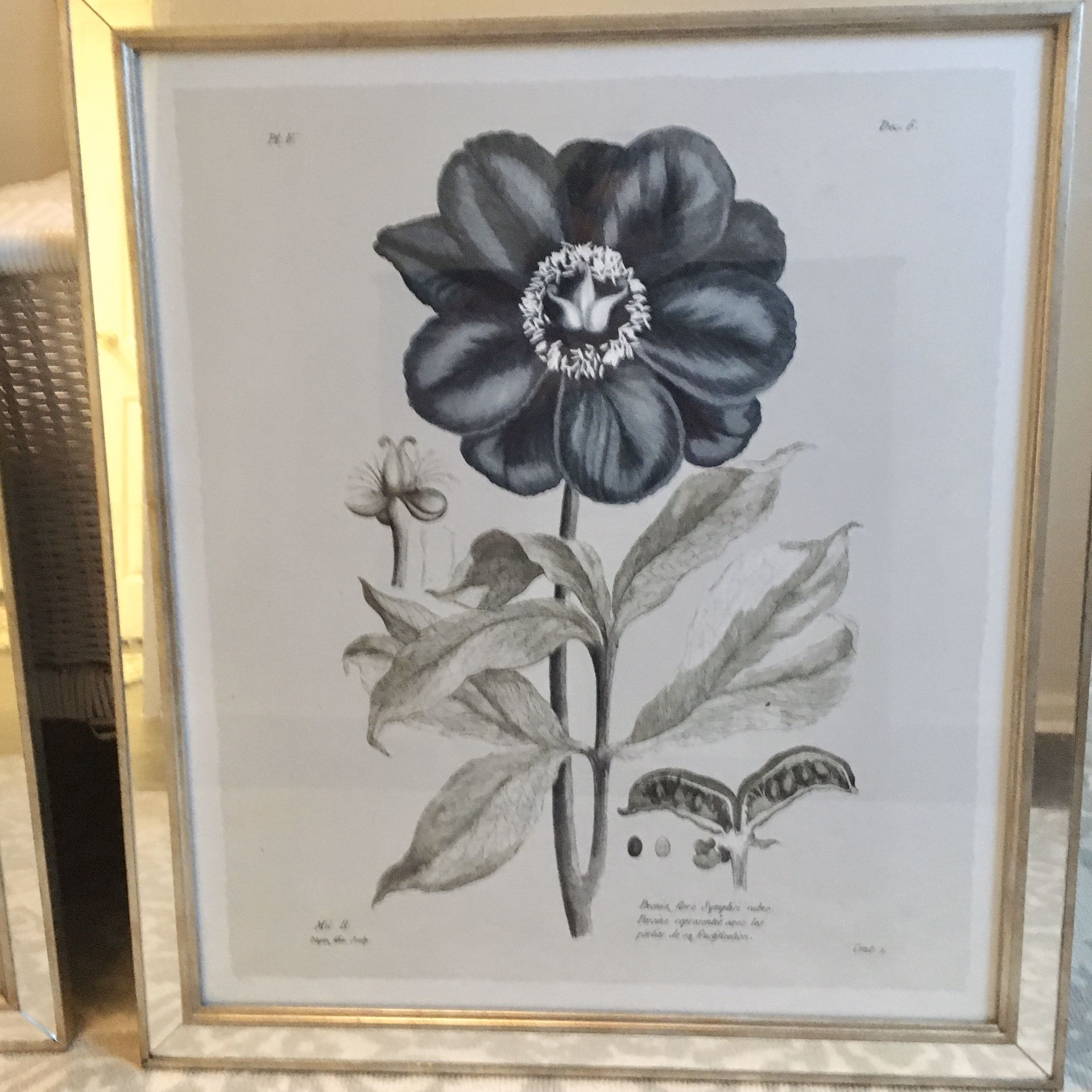 Set of Beautiful Willam Stafford Botanical Prints