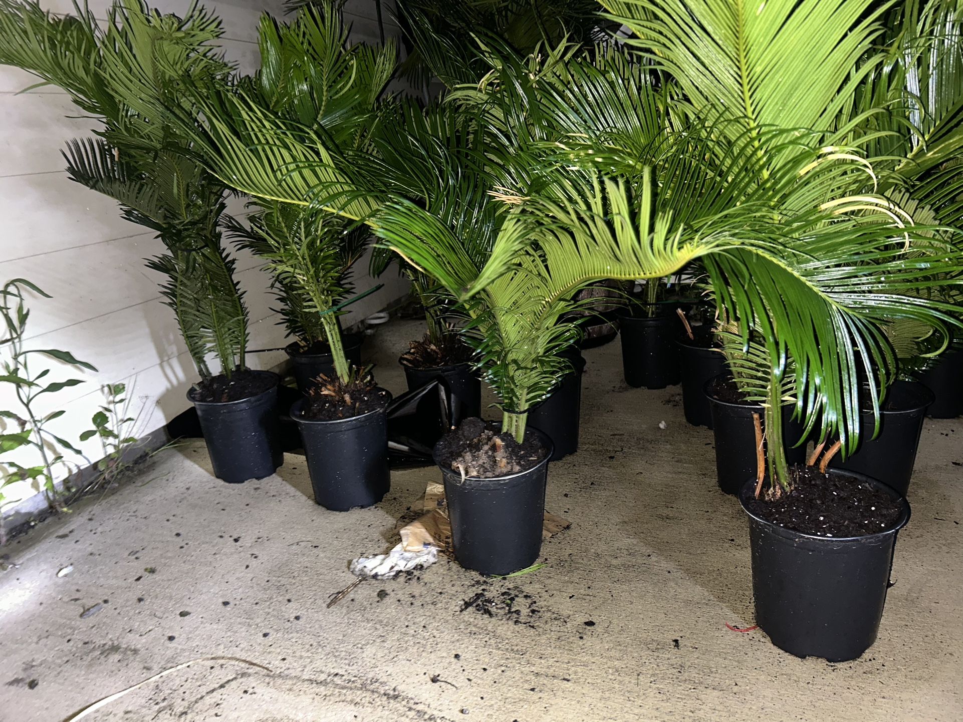 Exotic Sago Palms