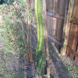Cactus Plant