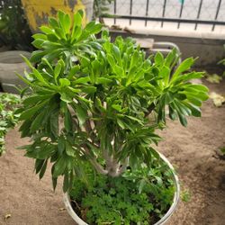 Sedum Preatum Green Plant