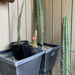 4 Cactus Plants Total  Will Sell Two Large Ones As Set