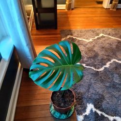 Monstera Cutting With Roots Very Big Leaves