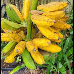 Plantain/Trinidadian Moko
