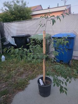 Arbolito De Cherry