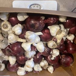 HANFORD  fresh garlic and onion / ajo y cebolla $20 for 25lbs  Great for chefs / cooks/ restaurants