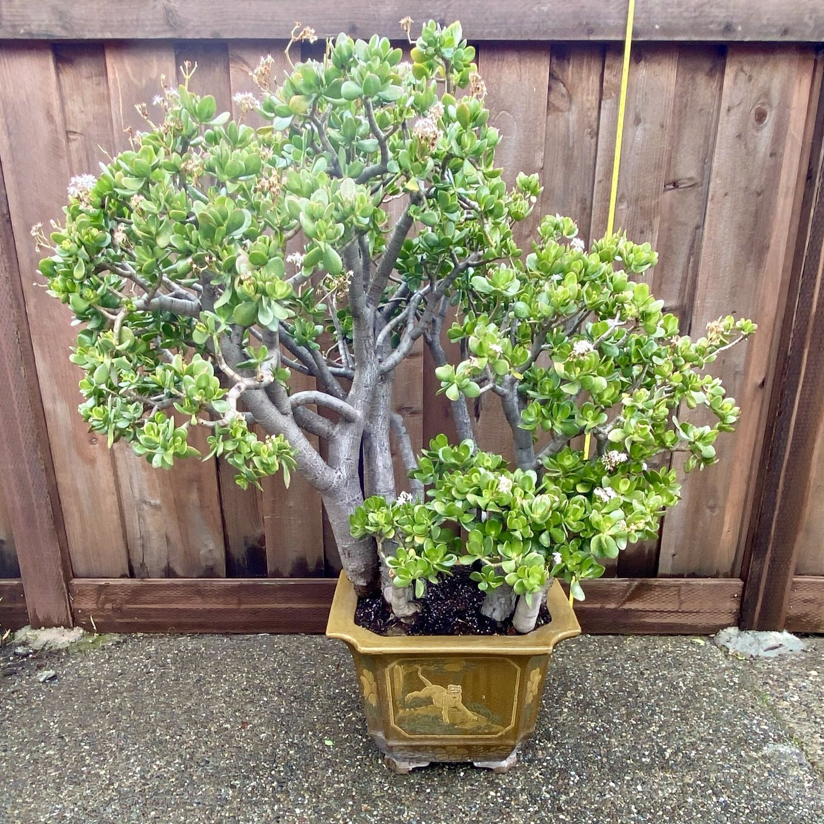 Beautiful Chinese Potted Jade (XL)