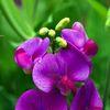 Sweet Pea