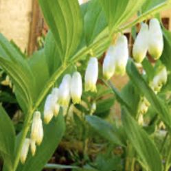 Solomon's Seal Plants, Several In Each  Large Pot