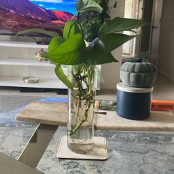 Indoor Plant