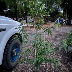 Peach Trees 6Ft/Arboles de Duraznos 🍑