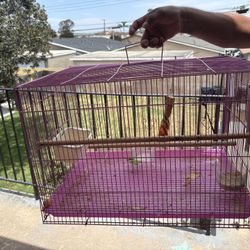 Bird Cage 
