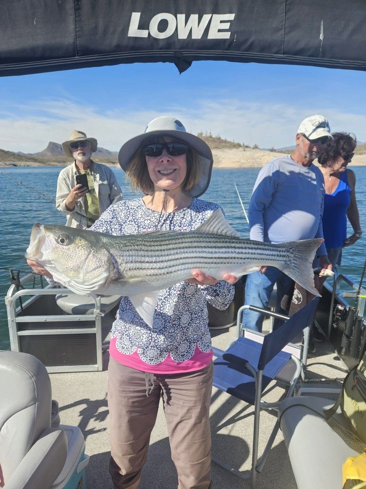 Licensed/Guided Striper Bass Fishing At Lake Pleasant On A Pontoon Boat