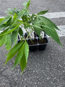 Rooted Cannabis Clones – Blue Dream, Ghost OG, Sour Diesel, Fire OG, & White Runtz