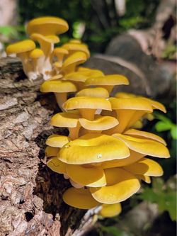🌱 Mushroom Grow Blocks in Stock – Multiple Varieties!