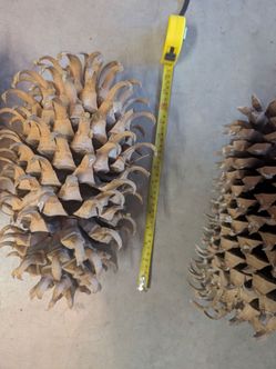 Giant Pine Cones