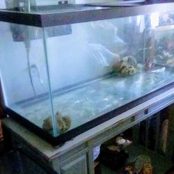 Very Nice 75 Gallon Aquarium With A Frugal Filter
