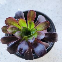 Aeonium Peacock Succulent
