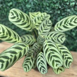 4” Calathea Burle Marx