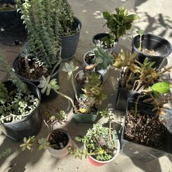 Only $5 Each Plant 