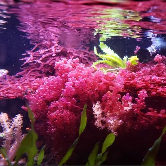 Macro Algae ** XL Size BORTYCLADIA** SALTWATER PLANTS 