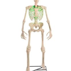 6.5 ft. Grave & Bones Skeleton 