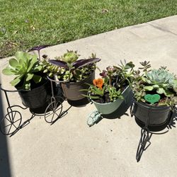 Succulent Planters