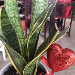 Sansevieria Snake Plant