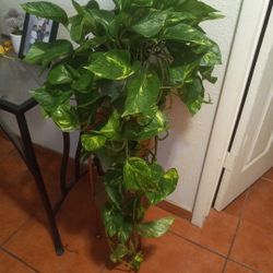 Beautiful  Photos Plant $20