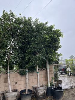 24 Box 25 Gal 9ft Plus Ficus Tree