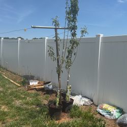Apple Tree