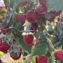 Organically raised Joan J thornless raspberries.