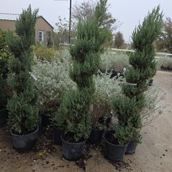 Juniper Blue Point Spiral 7gallones 5ft Tall 