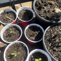 Plants , Inbox For Details 