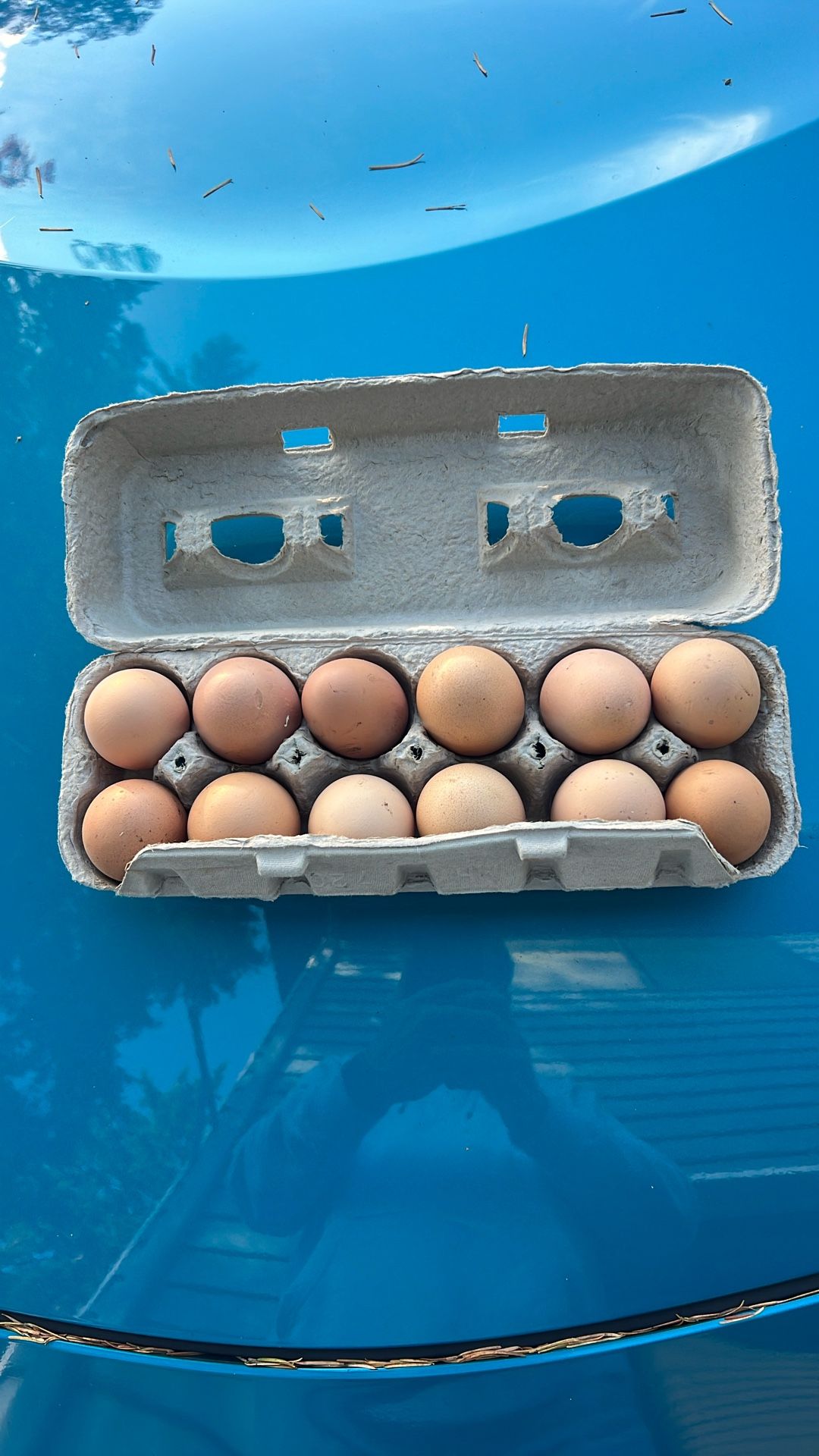 Fresh Chicken Eggs