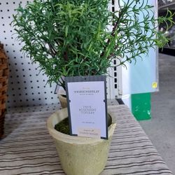 Faux Rosemary Topiary