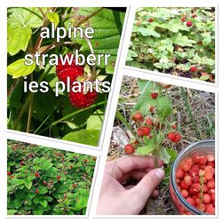 alpine strawberries plants