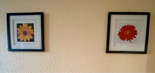 Set of 2 Framed Flower Art Prints 10.5 H X 10.5”W