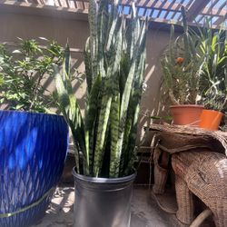 Large Snake Plant  $20