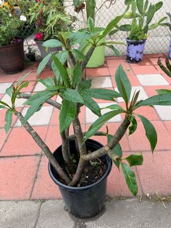 Plants For Sale