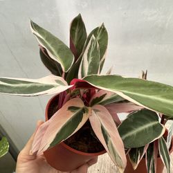 Stromanthe Triostar Plant