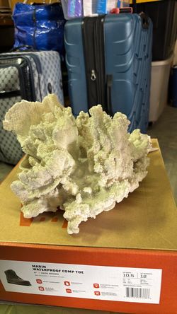 Large white coral natural