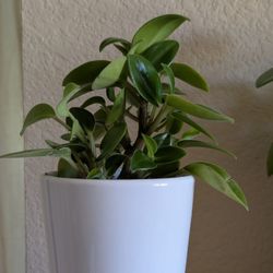 Healthy Beautiful Indoor Plant ( Peperomia)