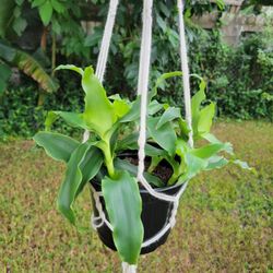 Callisia Fragans AKA Basket Plants