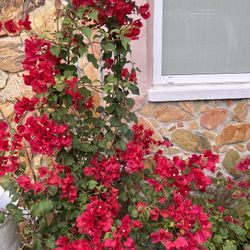 BOUGAINVILLEA PLANTS IN PLASTIC POT FOR SALE 