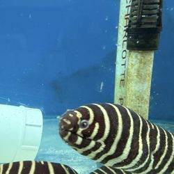 Zebra moray snake sea water